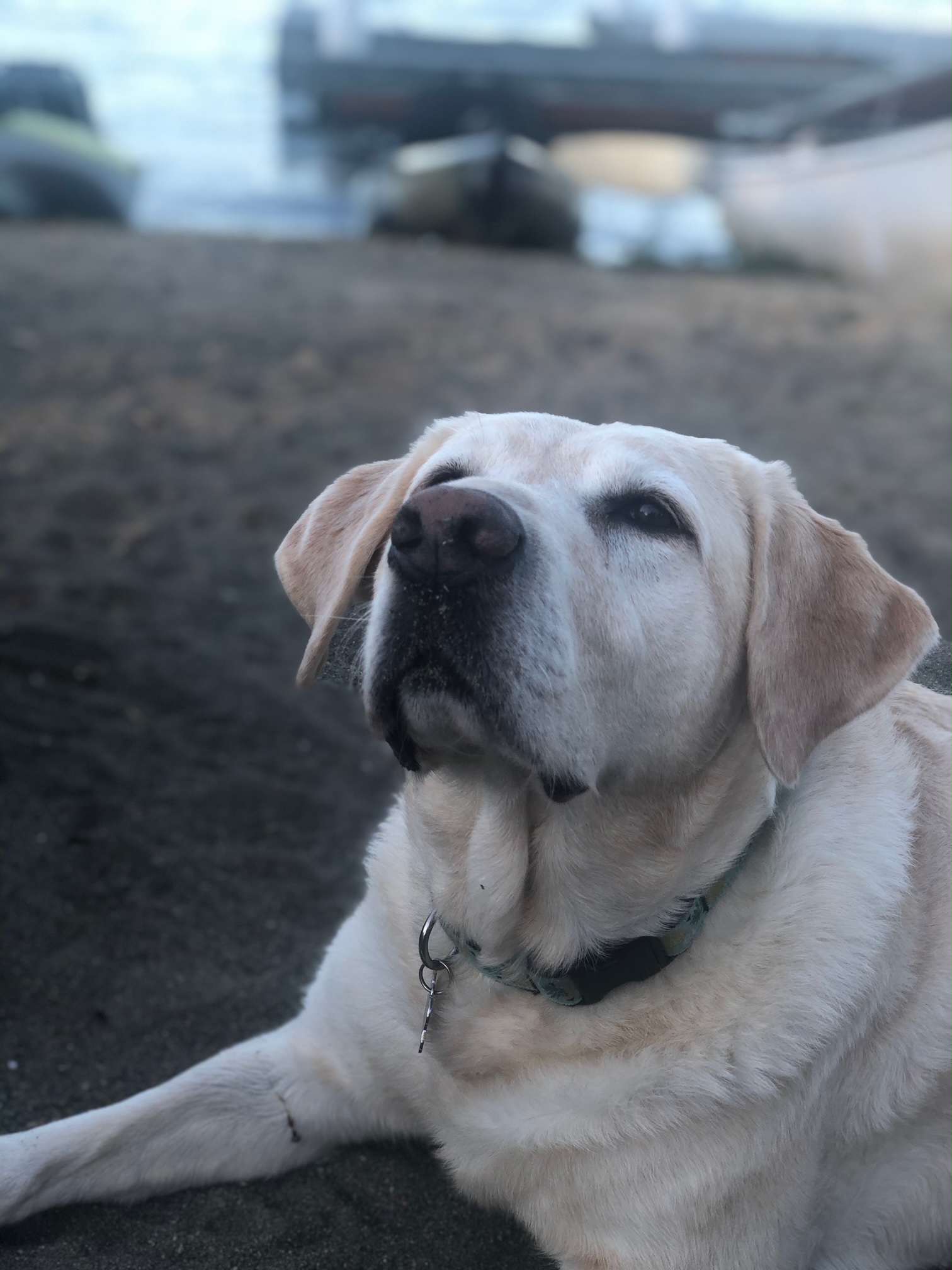 Can You Learn Financial Planning Tips from a Yellow Lab?